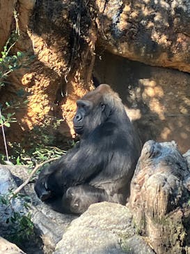 恩賜上野動物園に投稿された画像（2024/12/14）