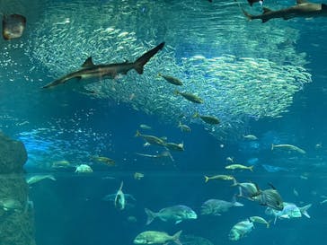 新江ノ島水族館に投稿された画像（2024/12/14）