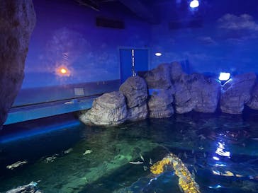 しながわ水族館に投稿された画像（2024/12/14）