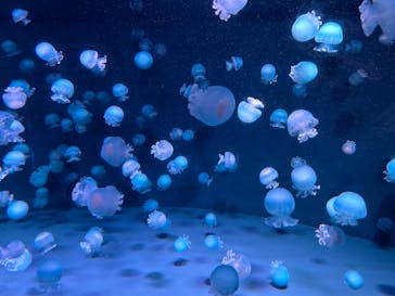 京都水族館に投稿された画像（2024/12/14）