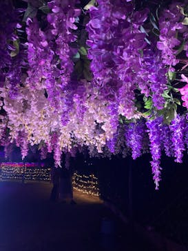 東京メガイルミに投稿された画像（2024/12/14）