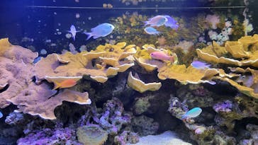 横浜開運水族館 フォーチュンアクアリウムに投稿された画像（2024/12/15）