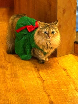 猫カフェモカ 名古屋栄店に投稿された画像（2024/12/15）