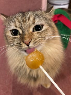 猫カフェモカ 名古屋栄店に投稿された画像（2024/12/15）