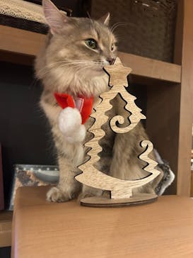 猫カフェモカ 名古屋栄店に投稿された画像（2024/12/15）