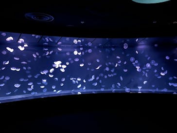 サンシャイン水族館に投稿された画像（2024/12/15）