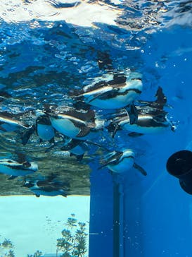 サンシャイン水族館に投稿された画像（2024/12/15）