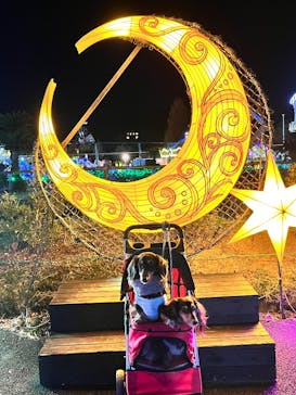 伊豆高原グランイルミに投稿された画像（2024/12/15）