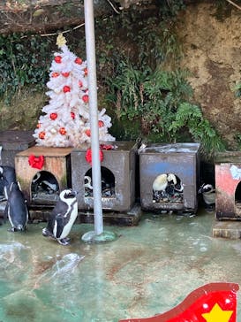 伊豆・三津シーパラダイスに投稿された画像（2024/12/15）