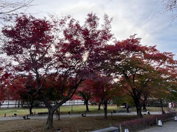 元離宮二条城に投稿された画像（2024/12/15）