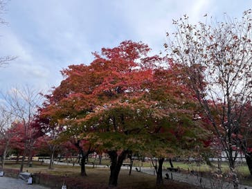 元離宮二条城に投稿された画像（2024/12/15）