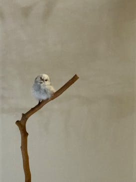 特別展「鳥 ～ゲノム解析が解き明かす新しい鳥類の系統～」国立科学博物館に投稿された画像（2024/12/15）