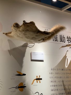 特別展「鳥 ～ゲノム解析が解き明かす新しい鳥類の系統～」国立科学博物館に投稿された画像（2024/12/15）