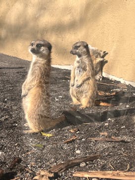 伊豆アニマルキングダムに投稿された画像（2024/12/15）