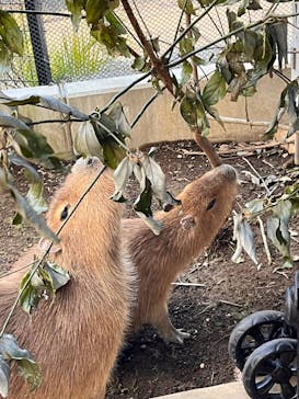 伊豆アニマルキングダムに投稿された画像（2024/12/15）