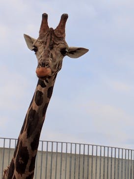 霞ケ浦 どうぶつとみんなのいえに投稿された画像（2024/12/15）
