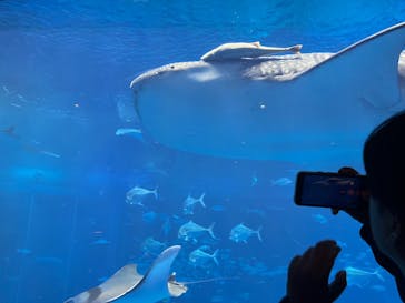 沖縄美ら海水族館に投稿された画像（2024/12/15）