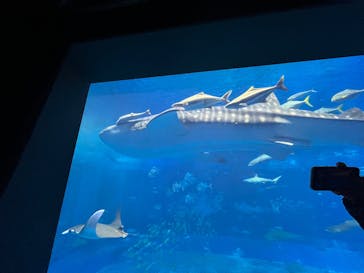 沖縄美ら海水族館に投稿された画像（2024/12/15）
