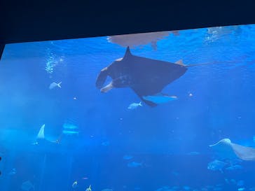 沖縄美ら海水族館に投稿された画像（2024/12/15）