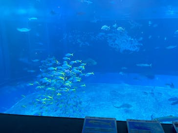 沖縄美ら海水族館に投稿された画像（2024/12/15）