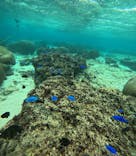 沖縄マリンサービス碧に投稿された画像（2024/12/15）