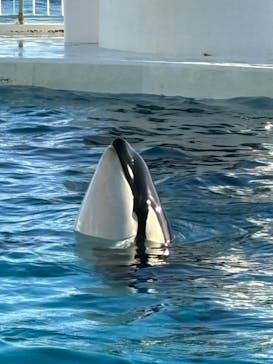 鴨川シーワールドに投稿された画像（2024/12/15）