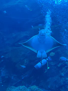 仙台うみの杜水族館に投稿された画像（2024/12/15）