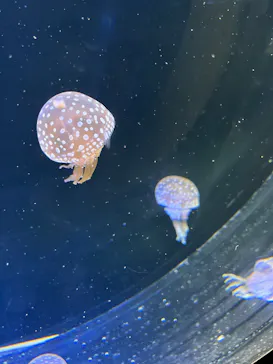 仙台うみの杜水族館に投稿された画像（2024/12/15）