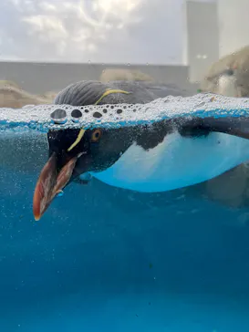 仙台うみの杜水族館に投稿された画像（2024/12/15）