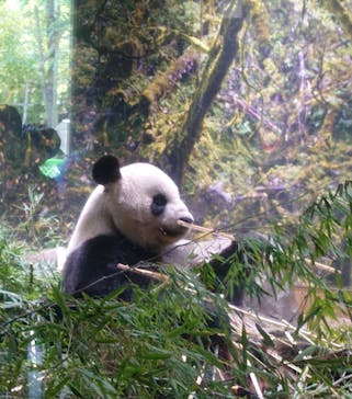 恩賜上野動物園に投稿された画像（2024/12/15）