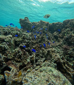 沖縄マリンサービス碧に投稿された画像（2024/12/15）