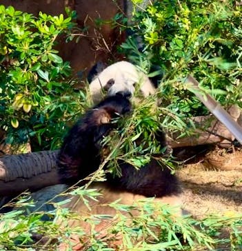 恩賜上野動物園に投稿された画像（2024/12/15）