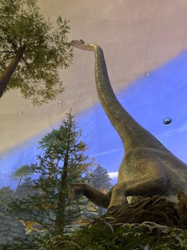 福井県立恐竜博物館に投稿された画像（2024/12/15）