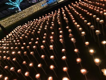 東京メガイルミに投稿された画像（2024/12/15）