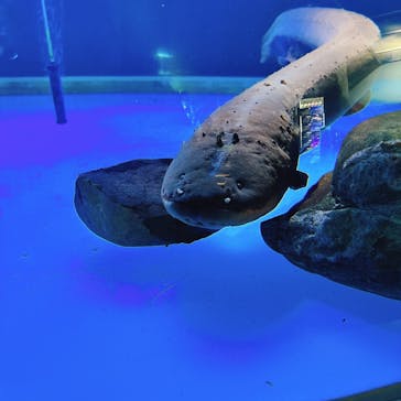 サケのふるさと 千歳水族館に投稿された画像（2024/12/15）