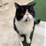 猫カフェモカ イオンモール神戸北店に投稿された画像（2024/12/15）