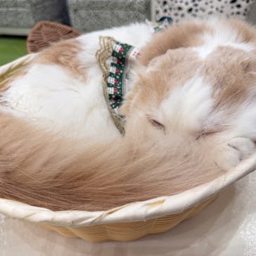 猫カフェモカ イオンモール神戸北店に投稿された画像（2024/12/15）