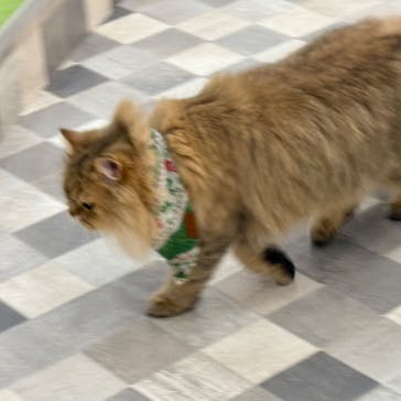 猫カフェモカ イオンモール神戸北店に投稿された画像（2024/12/15）