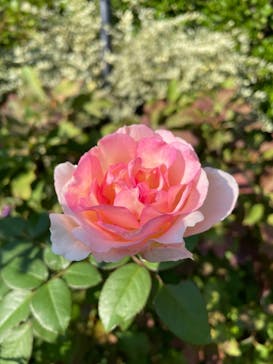 西武園ゆうえんちに投稿された画像（2024/12/15）