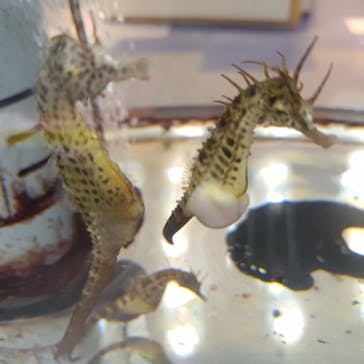 ゼロ距離水族館 伊勢シーパラダイスに投稿された画像（2024/12/15）