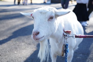 まかいの牧場に投稿された画像（2024/12/15）