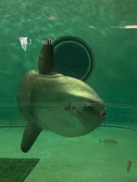 鴨川シーワールドに投稿された画像（2024/12/15）