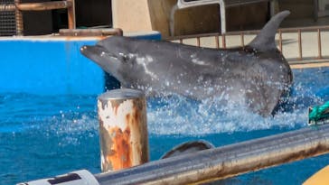 沖縄美ら海水族館に投稿された画像（2024/12/15）