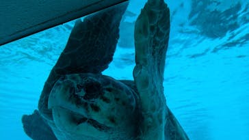 沖縄美ら海水族館に投稿された画像（2024/12/15）