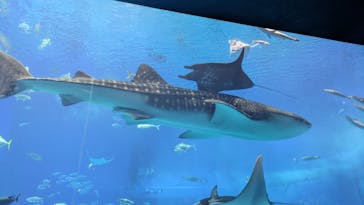 沖縄美ら海水族館に投稿された画像（2024/12/15）