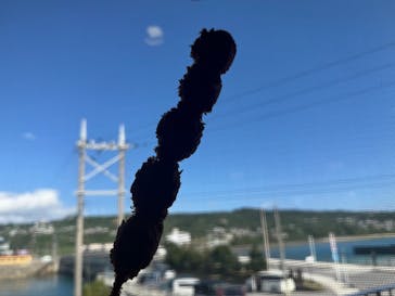 おきなわワールドに投稿された画像（2024/12/15）