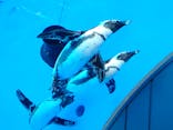 サンシャイン水族館に投稿された画像（2024/12/15）