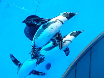 サンシャイン水族館に投稿された画像（2024/12/15）