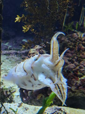 沖縄美ら海水族館に投稿された画像（2024/12/15）