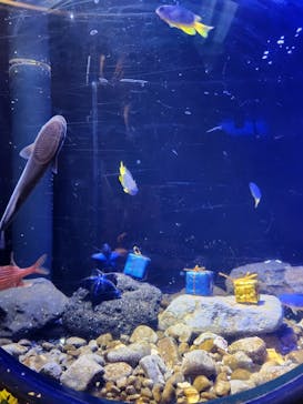 新江ノ島水族館に投稿された画像（2024/12/15）